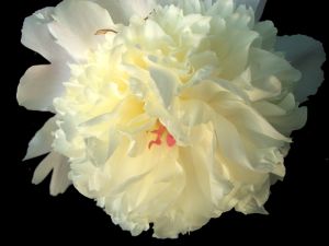 Cream peony.jpg